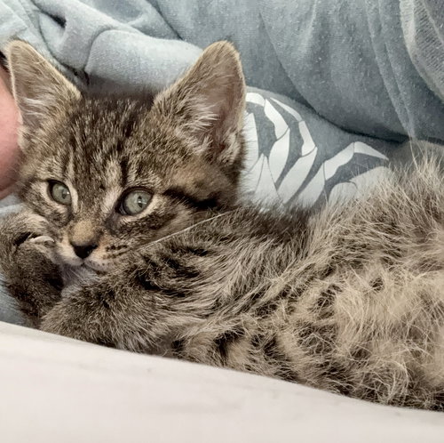 picture of the cat needing adoption