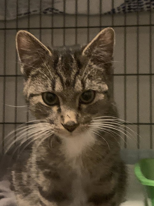 picture of the cat needing adoption