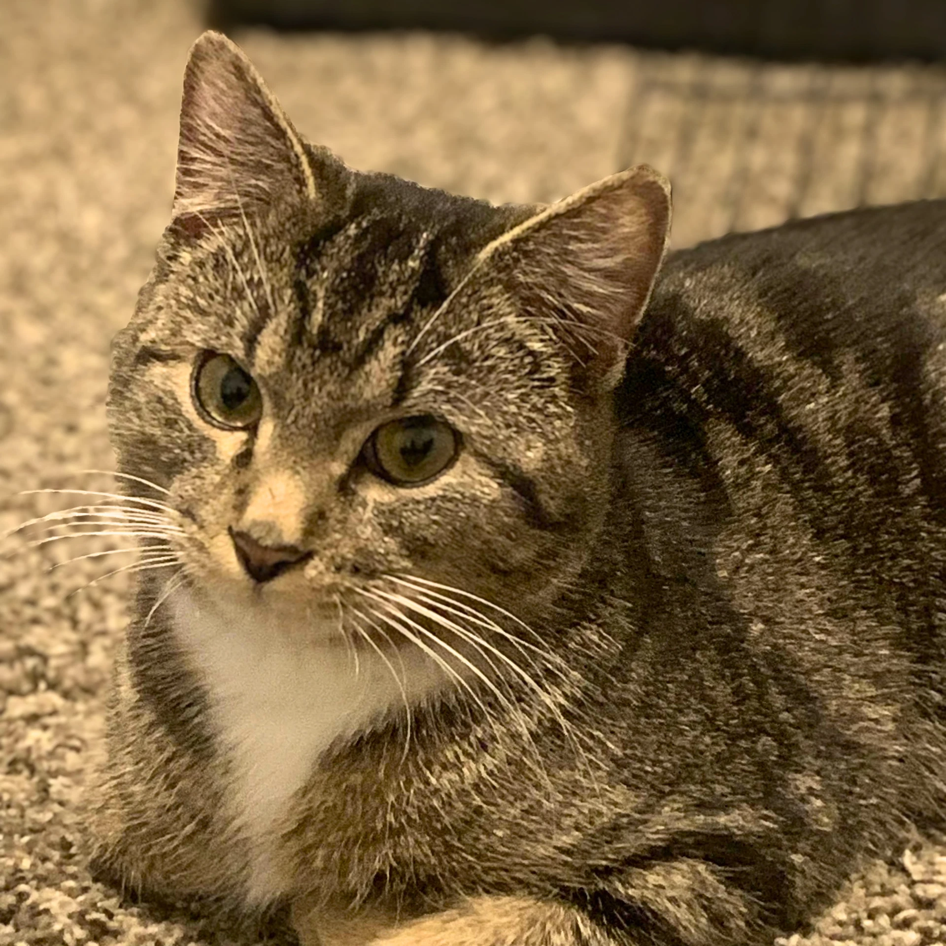 Leo
