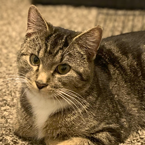 Leo, a cat for adoption from Loving Care Cat Rescue