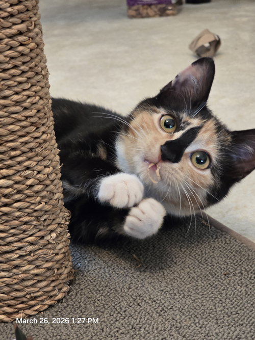 Ginger, Baby Domestic Short Hair (short coat), cat for adoption in Lancaster, Pennsylvania