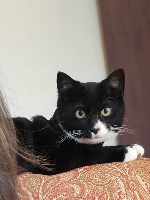 Fred, Baby Domestic Short Hair (short coat), cat for adoption in Lancaster, Pennsylvania