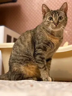 Haddie - Domestic Short Hair