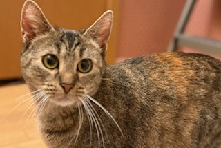 Photo 3 of Haddie