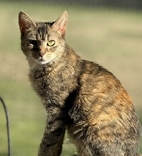 Photo 5 of Haddie