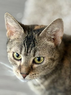 Photo 6 of Haddie