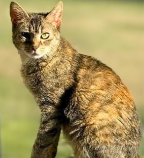 Haddie, photo 4