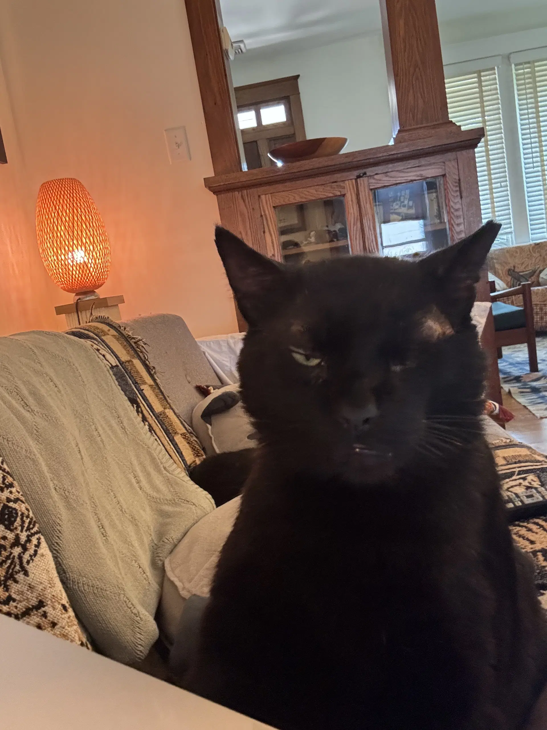 Alistair - Domestic Short Hair