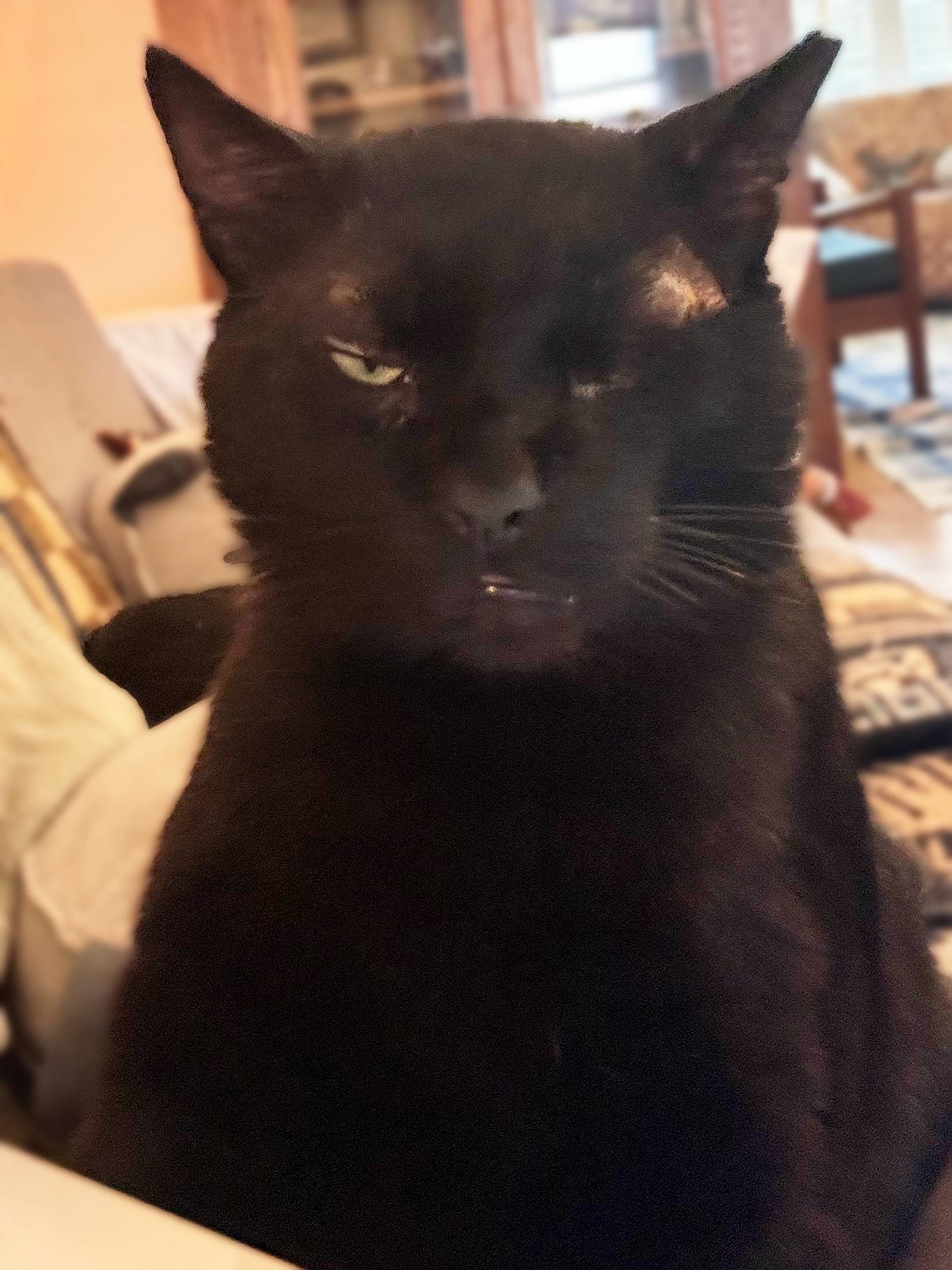 Alistair, photo 4