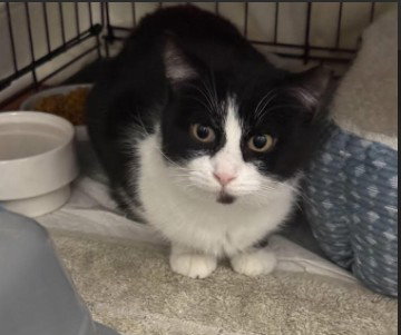 Zadie, Young Domestic Short Hair (short coat), cat for adoption in Lancaster, Pennsylvania