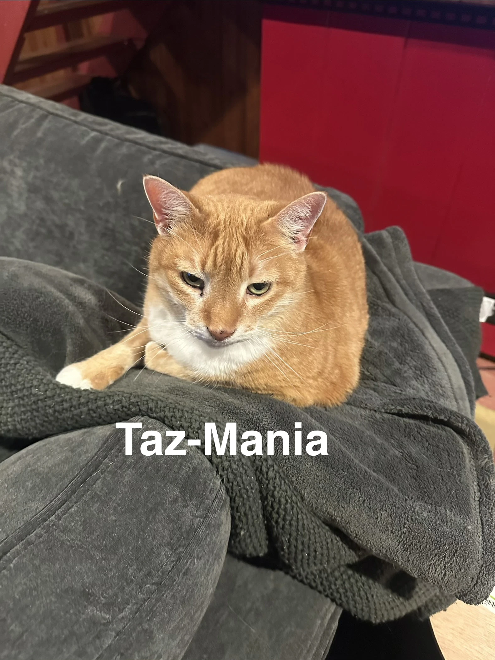 Taz-Mania