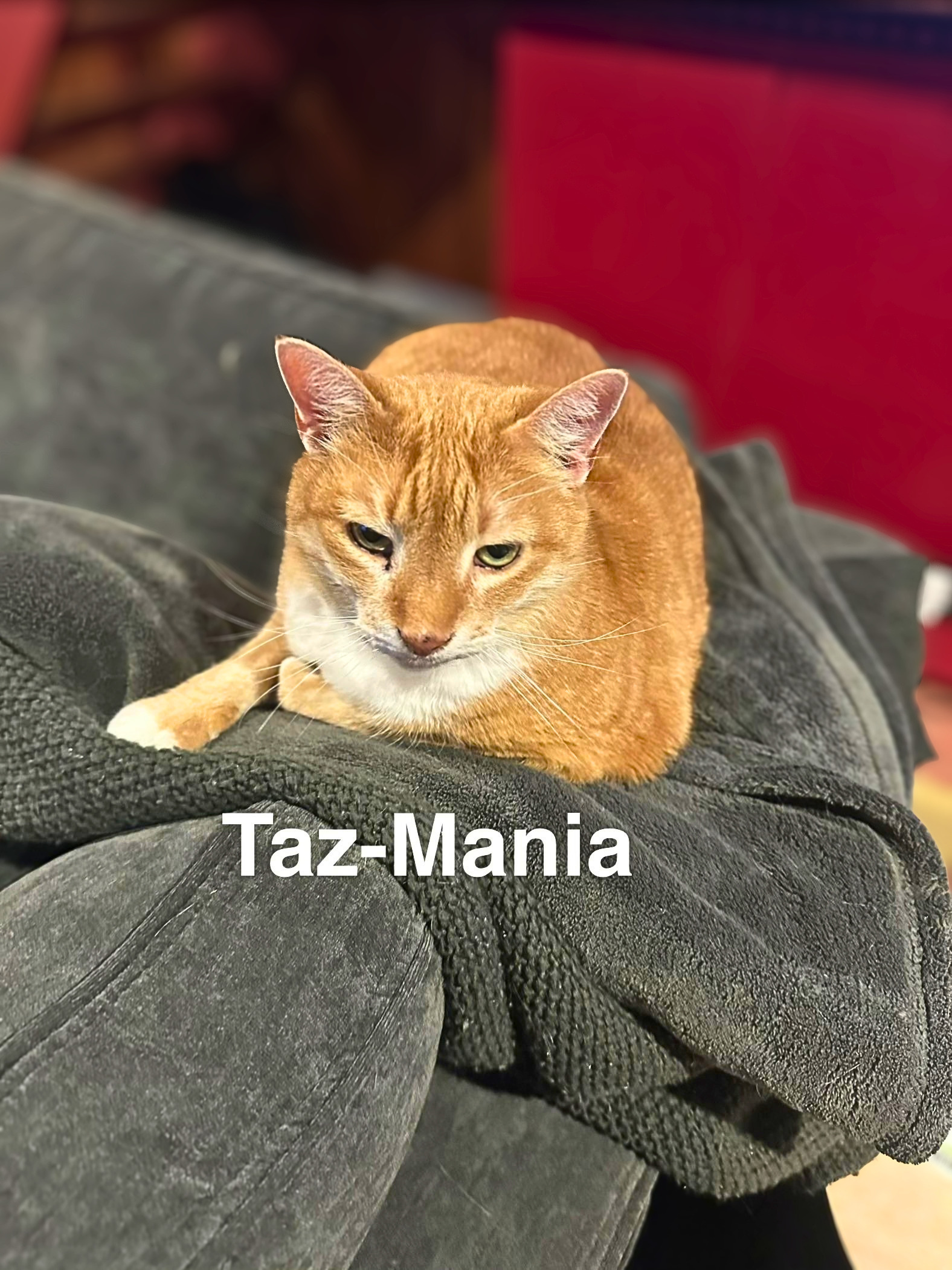 Taz-Mania, photo 2