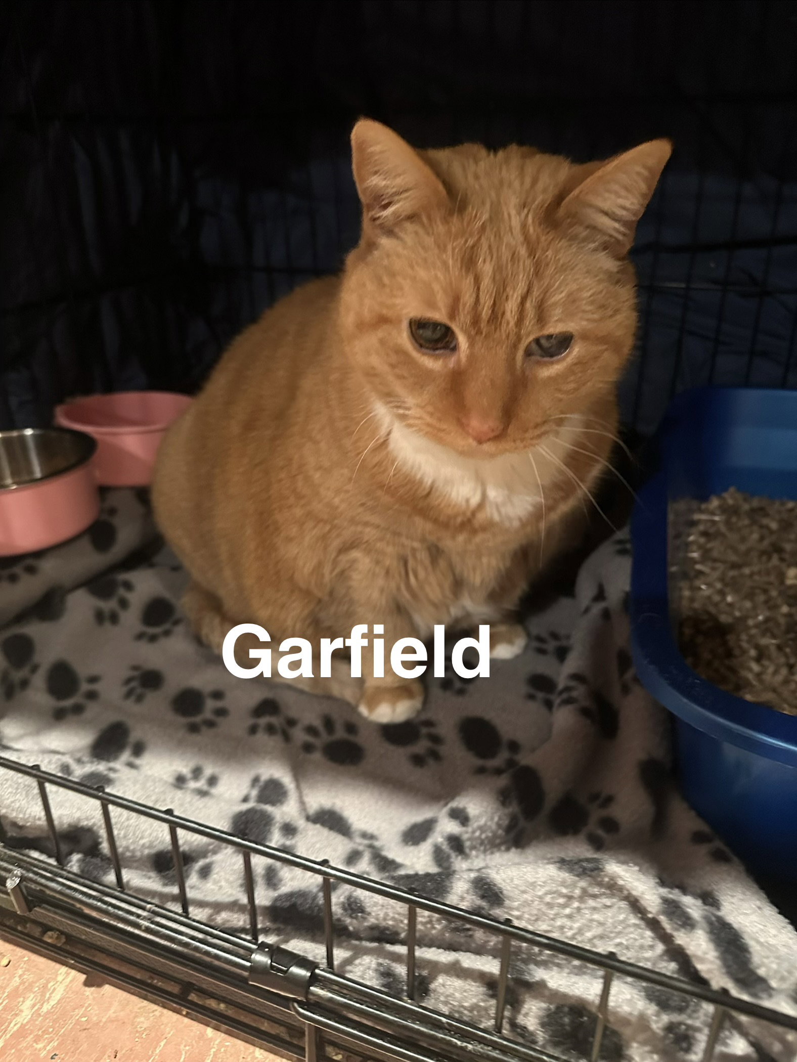 Garfield Image