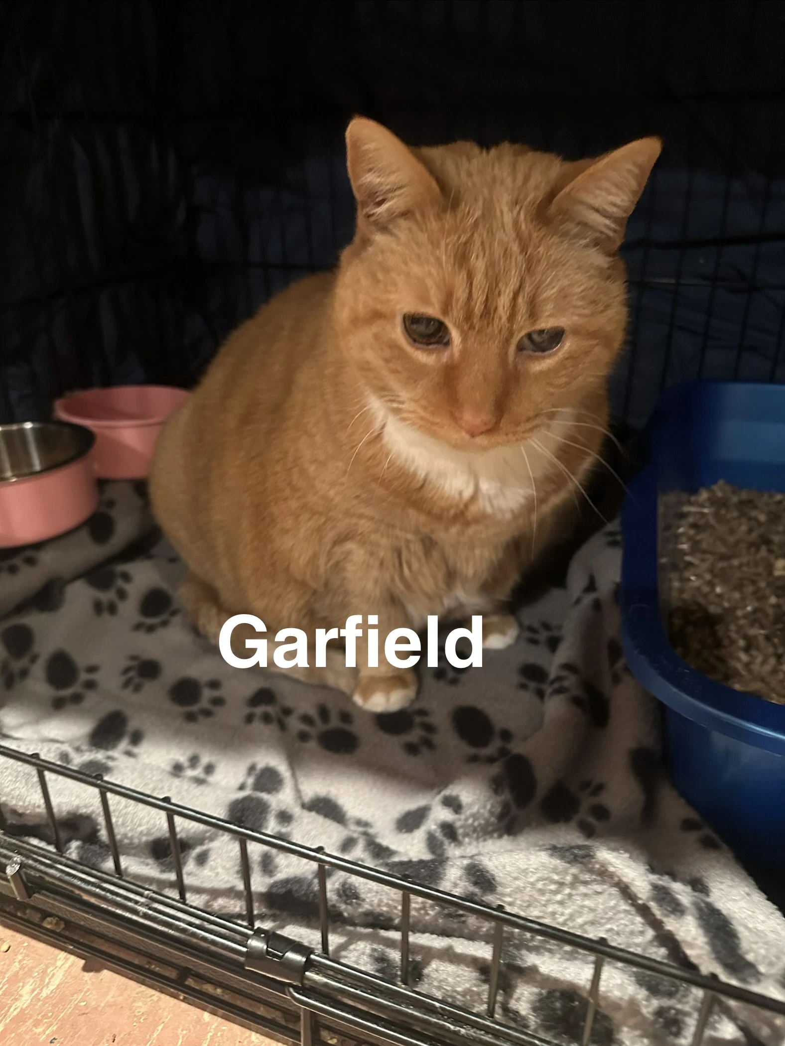 Garfield