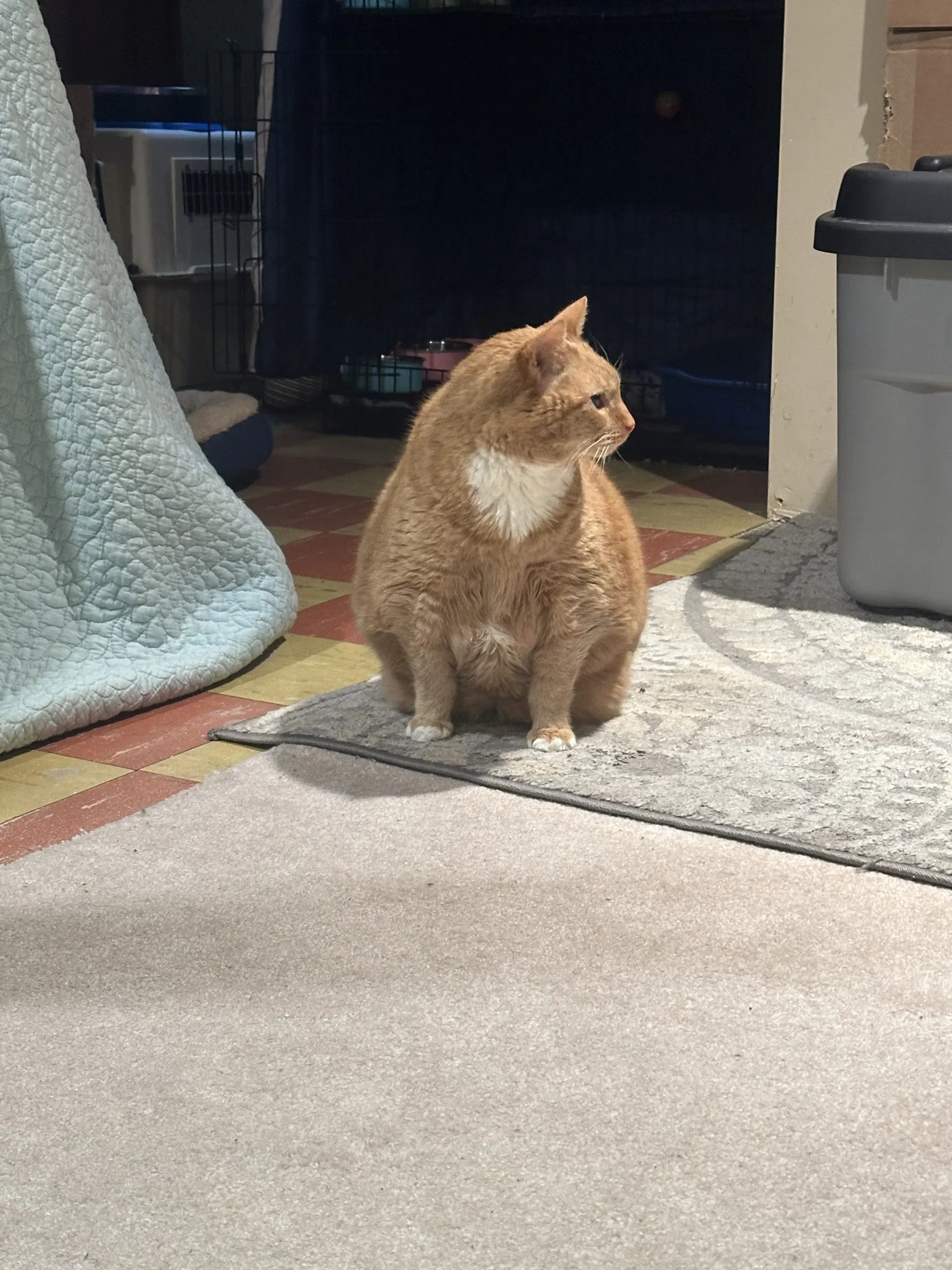 Garfield image 3