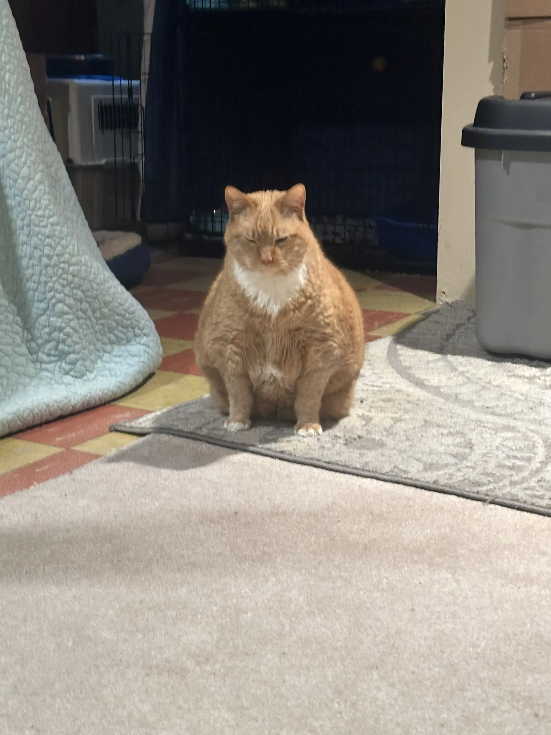 Garfield image 4