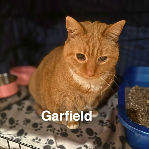 Garfield, a cat for adoption from Loving Care Cat Rescue