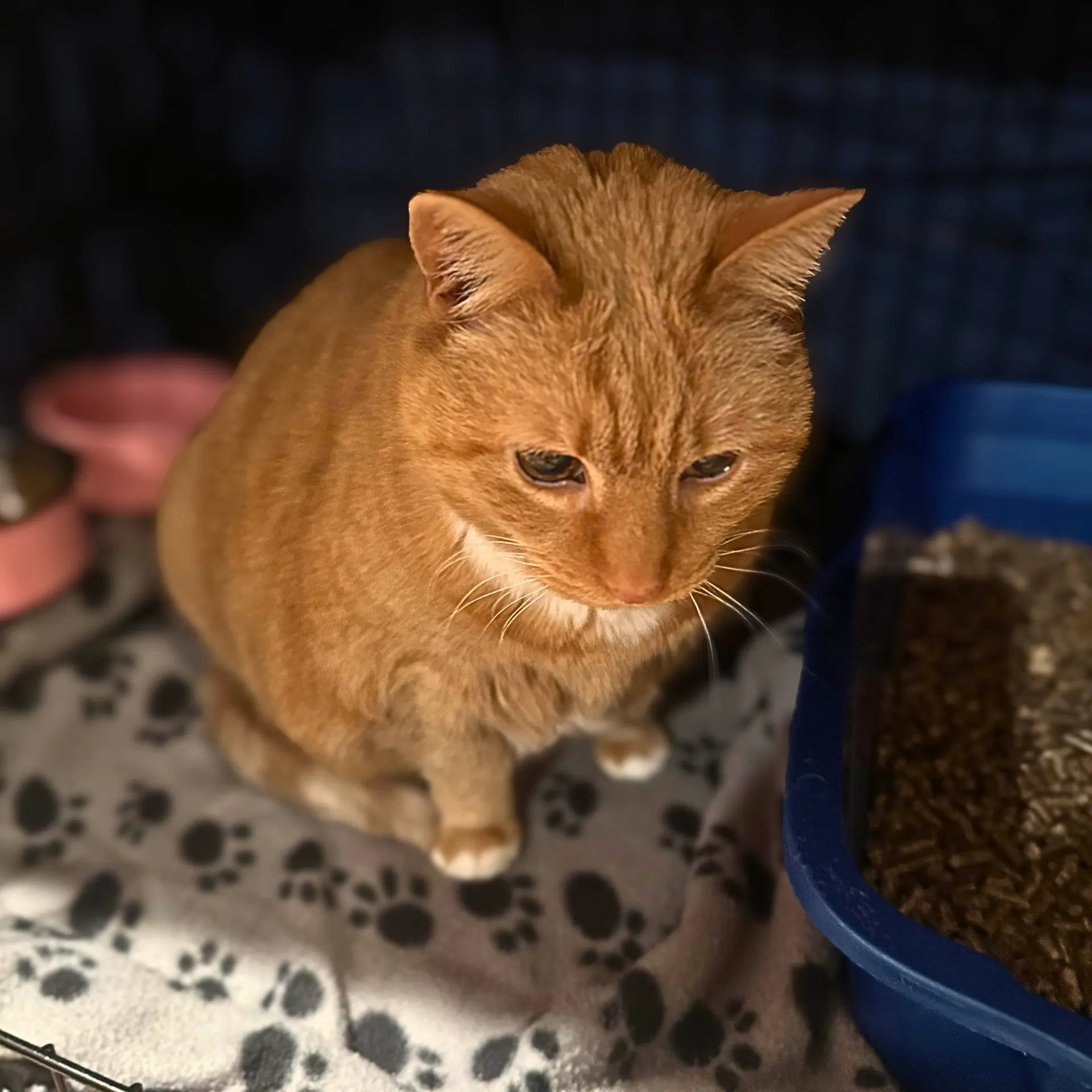 Garfield image 2
