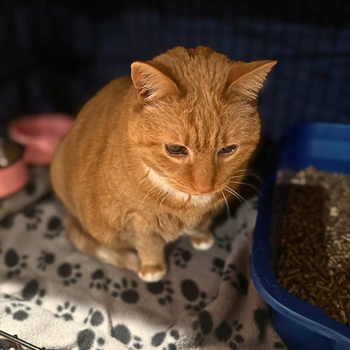 Photo 2 of Garfield