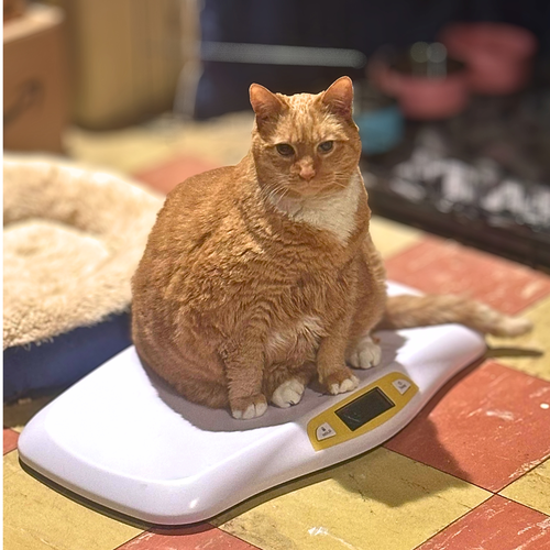 Photo 3 of Garfield
