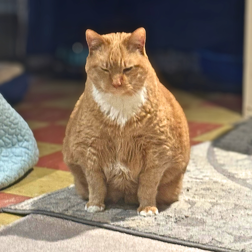Photo 4 of Garfield