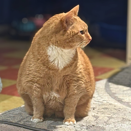 Photo 5 of Garfield