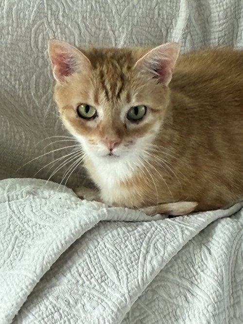 Mouse photo 2
