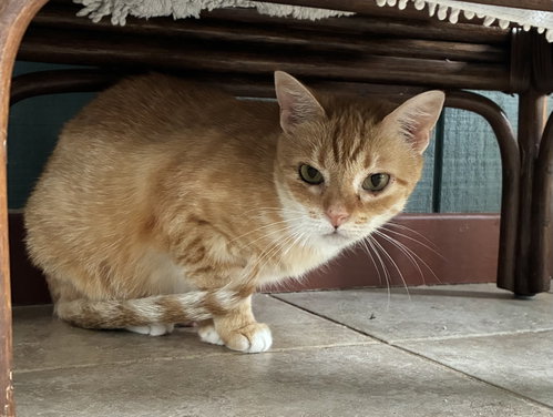 Mouse photo 3