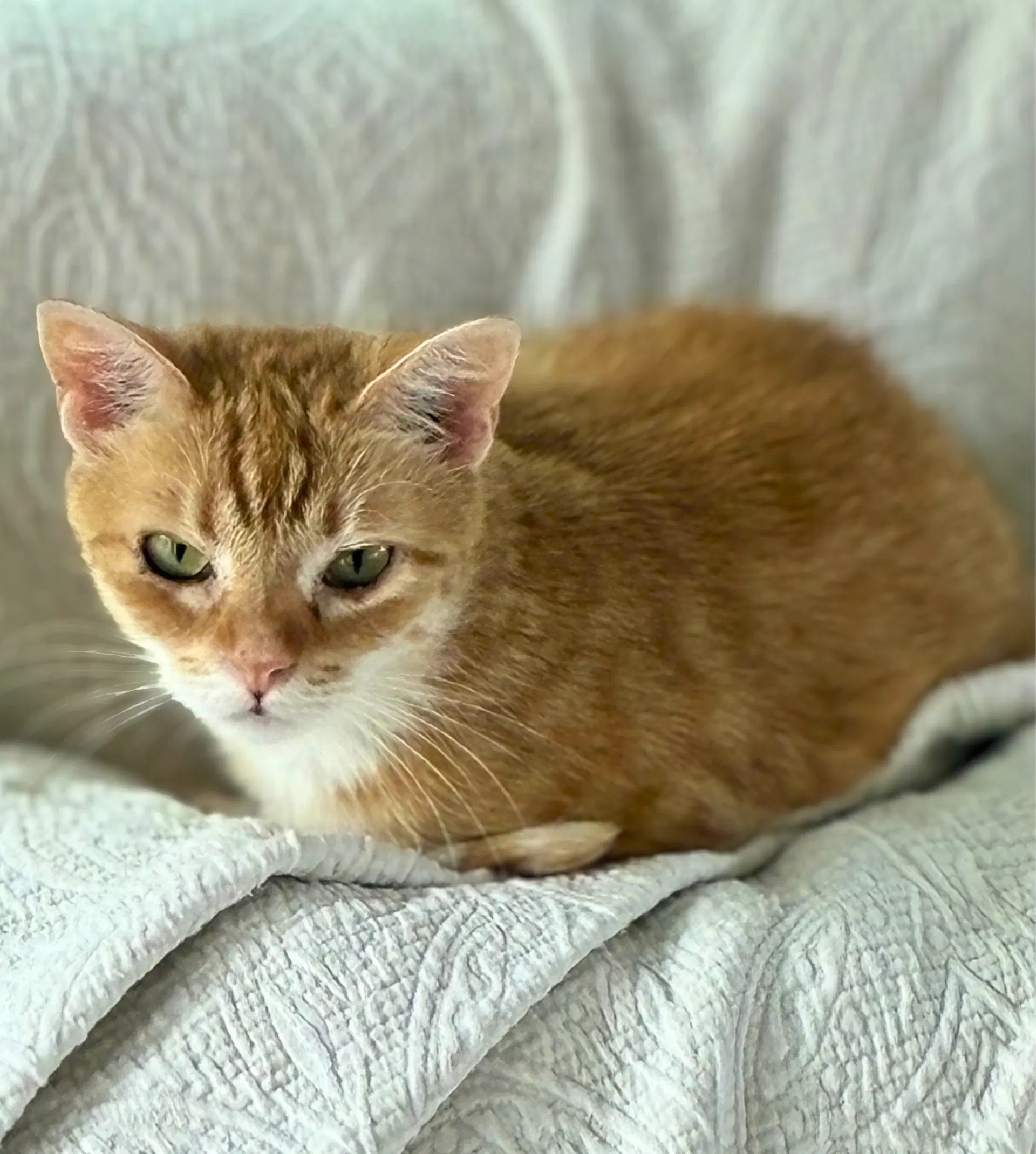 Mouse image 2