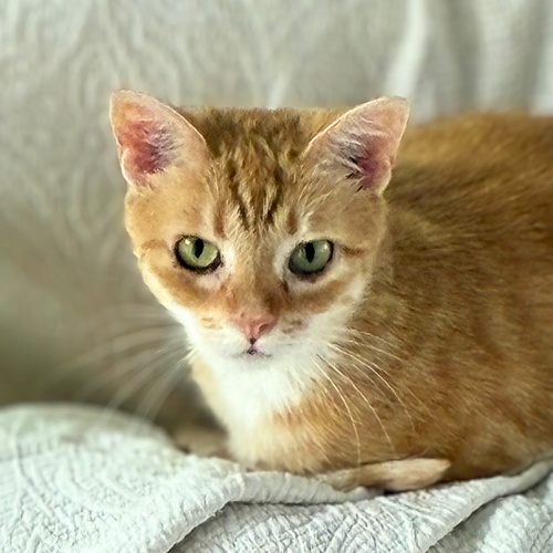Photo 3 of Mouse