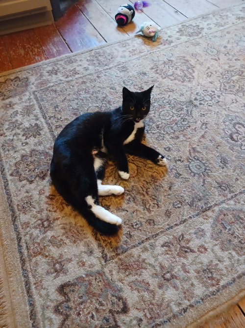 Chanel, Baby Domestic Short Hair (short coat), cat for adoption in Lancaster, Pennsylvania
