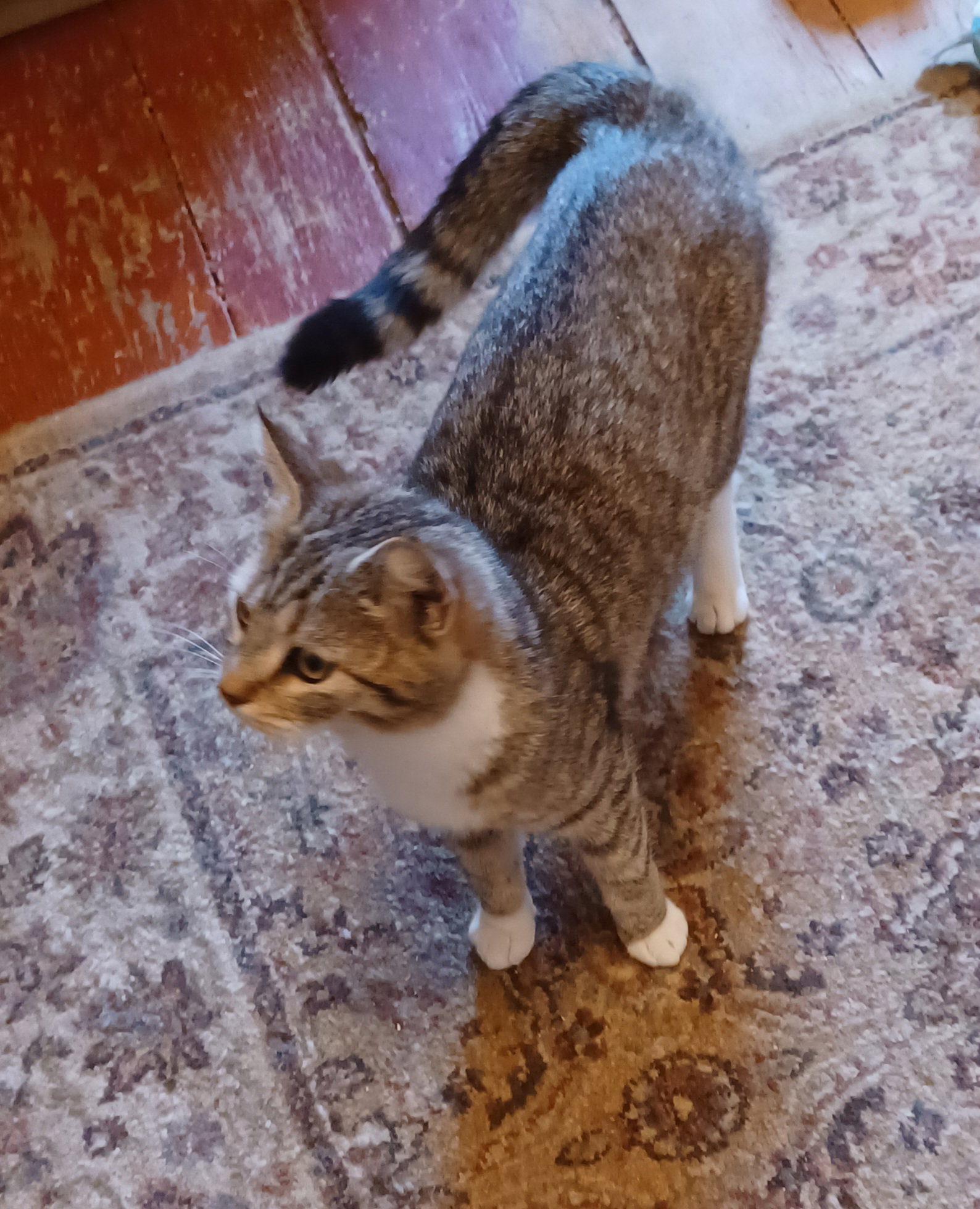 CoCo, cat