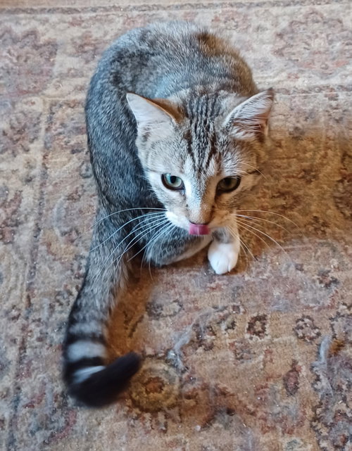Photo 2 of CoCo