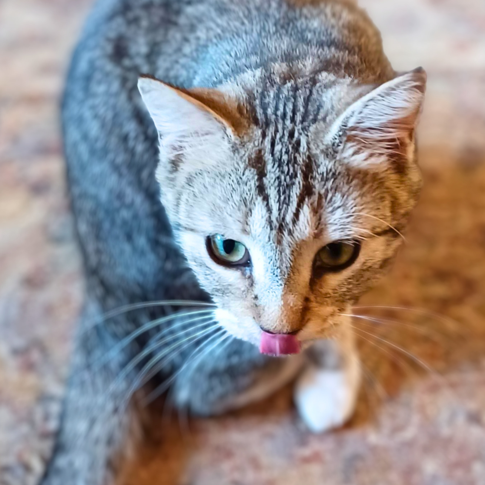CoCo