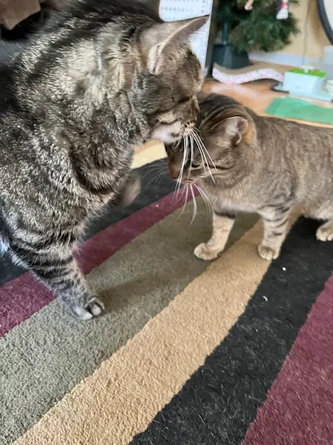 Nutmeg - Domestic Short Hair
