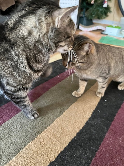 Nutmeg, an adoptable Domestic Short Hair in Lemoyne, PA