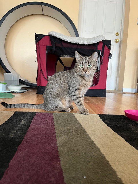 Photo 2 of Nutmeg