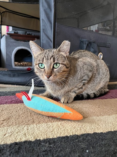 Photo 5 of Nutmeg