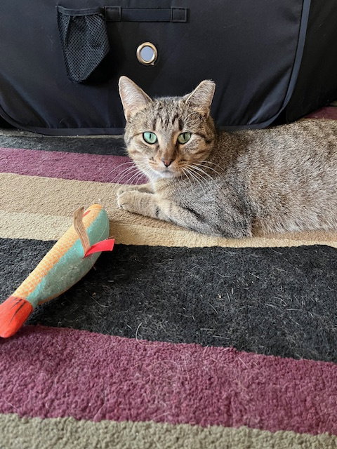 Photo 6 of Nutmeg