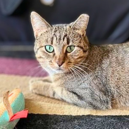 Nutmeg