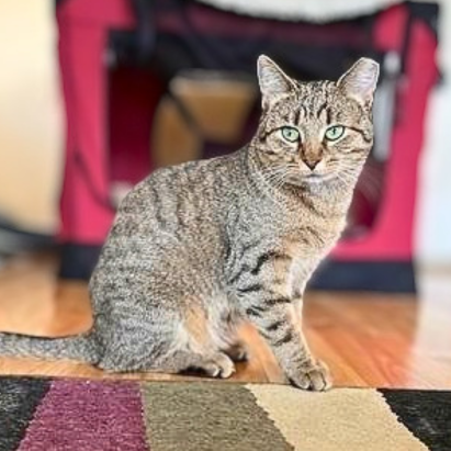Nutmeg, photo 2