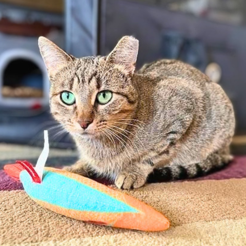 Nutmeg, photo 5