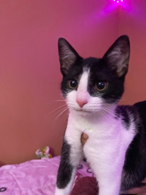 Veranda-Sweet & Silly, Baby Domestic Short Hair, cat for adoption in Lancaster, Pennsylvania