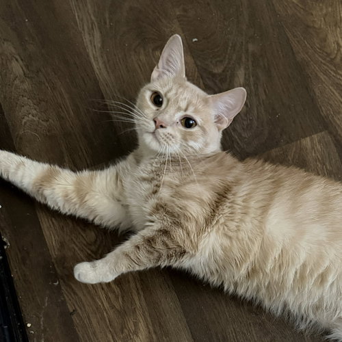 picture of the cat needing adoption