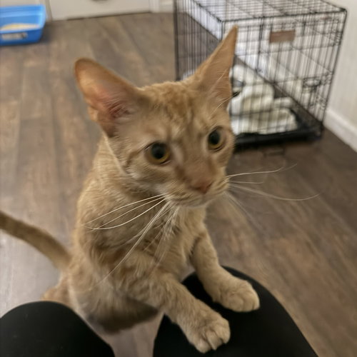 Millie (friendly orange girl), an adoptable Domestic Short Hair in Lemoyne, PA