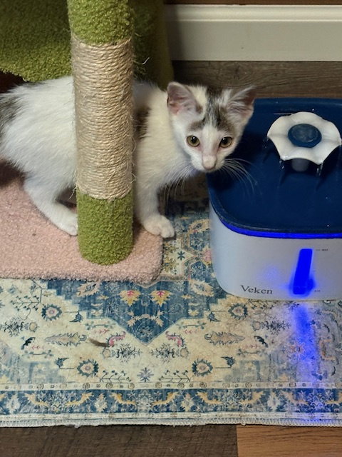 Betty, Baby Domestic Short Hair (short coat), cat for adoption in Lancaster, Pennsylvania