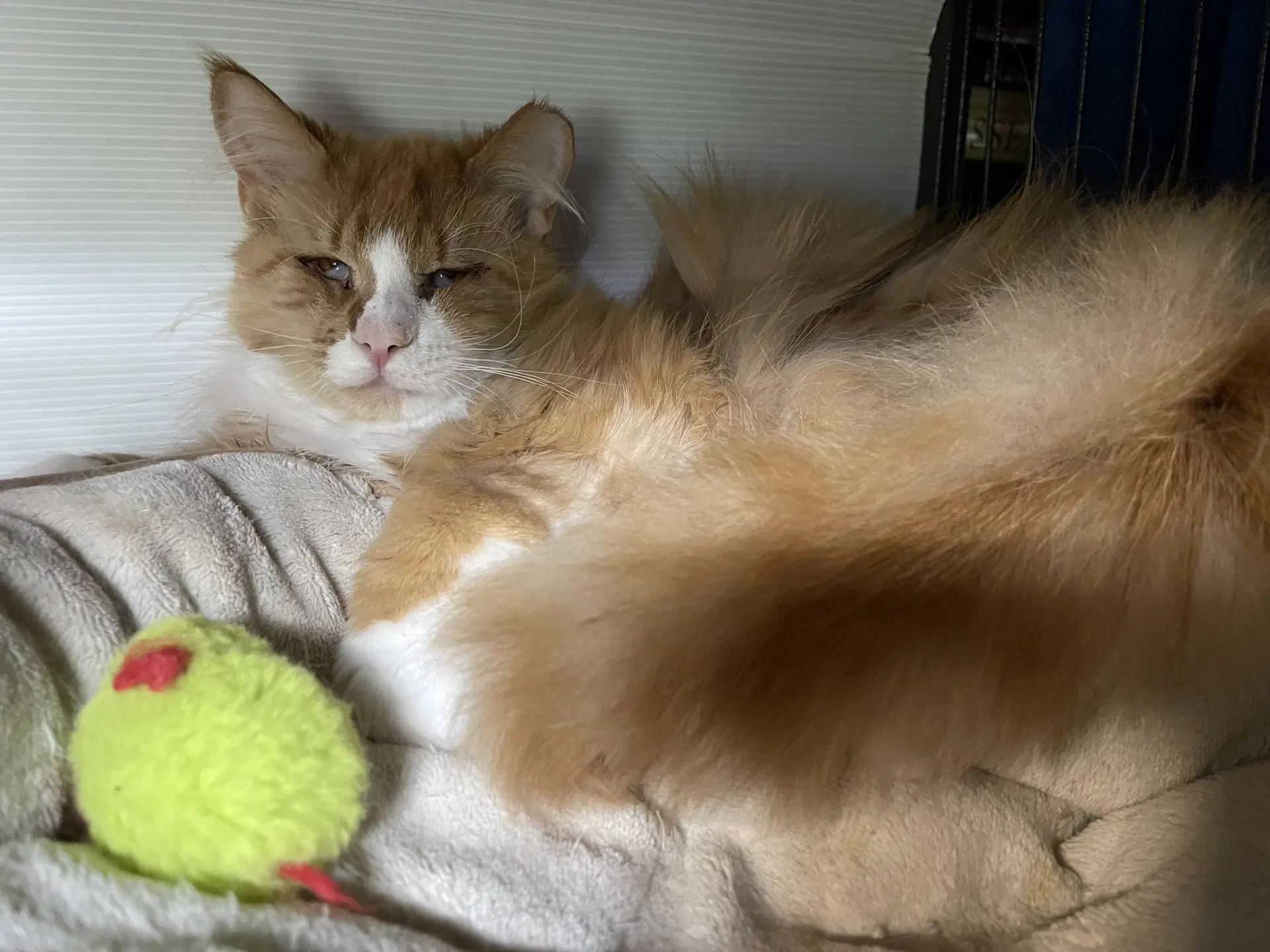 Wookie - Domestic Long Hair