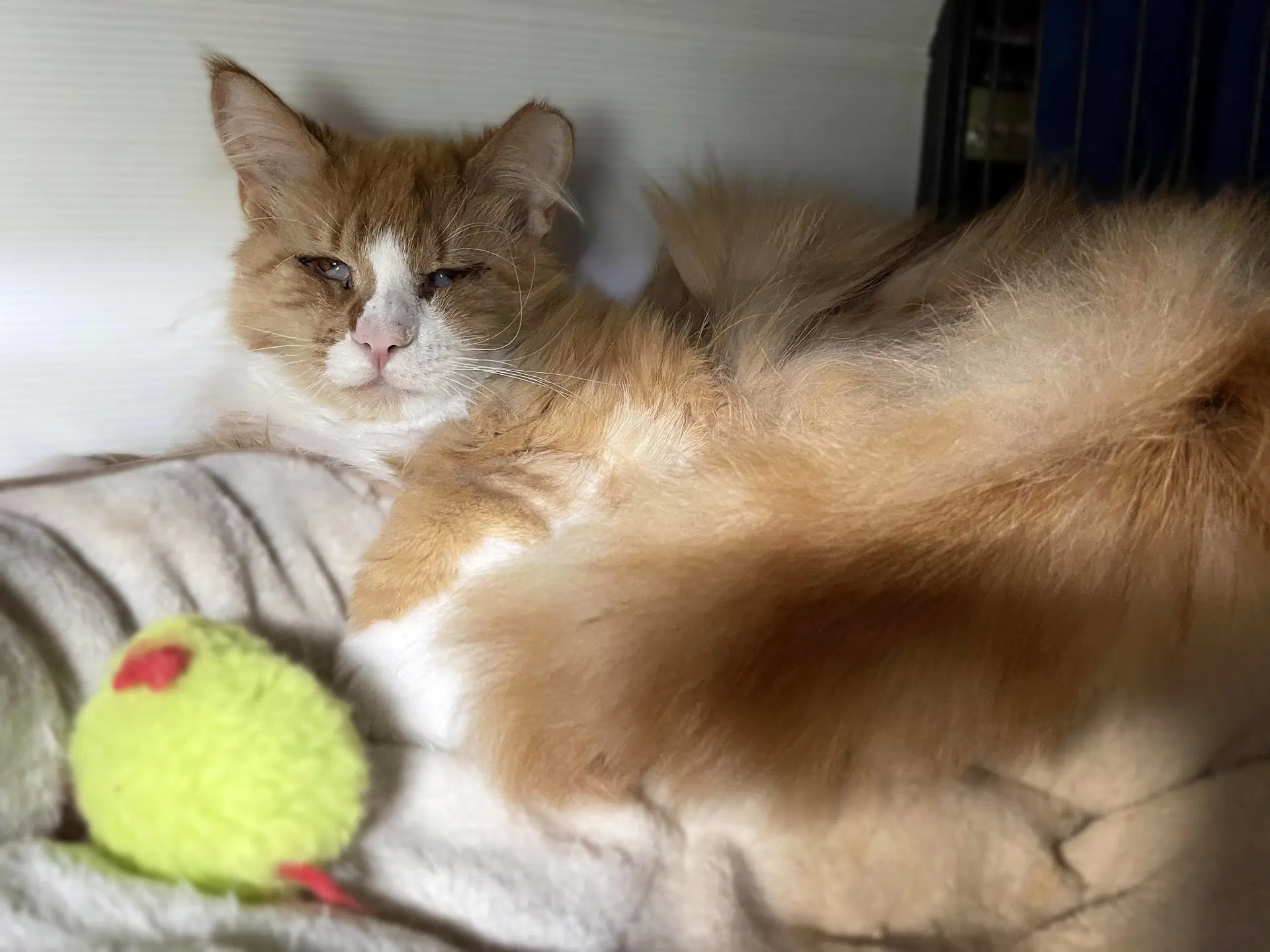 Wookie - Domestic Long Hair