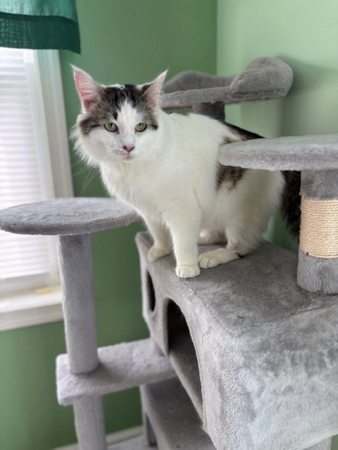 Joanie, an adoptable Domestic Medium Hair in Lemoyne, PA