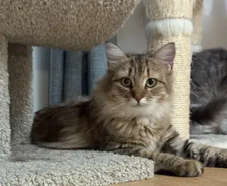 Rory - Domestic Medium Hair